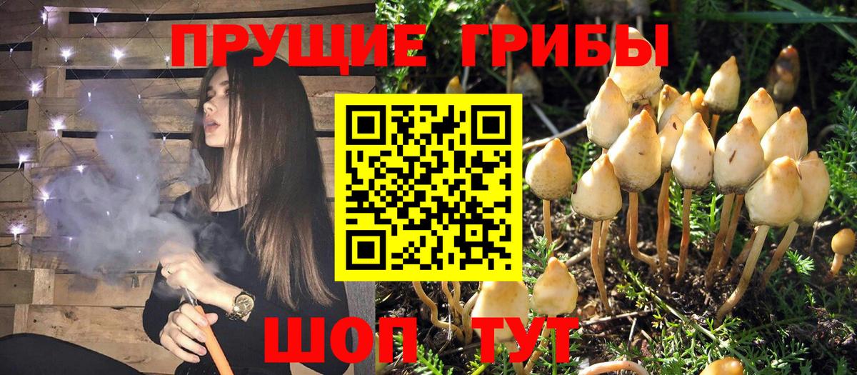 Галлюциногенные грибы GOLDEN TEACHER Бор